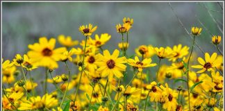 Spring Sizing Our Home