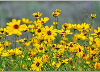 Spring Sizing Our Home