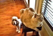 Flying (Mostly) Solo…The Pet Edition