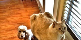 Flying (Mostly) Solo…The Pet Edition