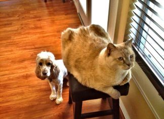 Flying (Mostly) Solo…The Pet Edition