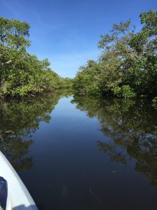 One of the miles of water "trails" cut through the mangrove forest of Robinson Preserve