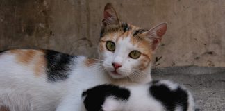 My Mother’s Cat Legacy