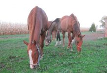 Healing Horses and Humans