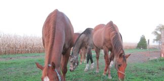 Healing Horses and Humans