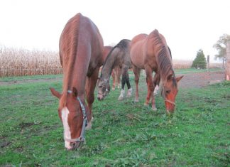Healing Horses and Humans