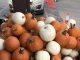 Pumpkin for Two!