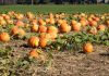 Harvest, Halloween, and Local Haunts