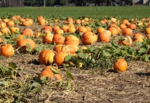 Harvest, Halloween, and Local Haunts