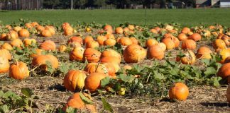 Harvest, Halloween, and Local Haunts