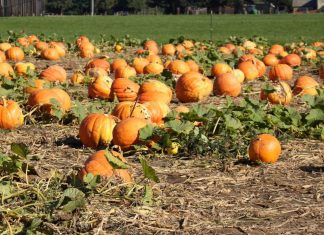 Harvest, Halloween, and Local Haunts