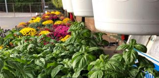 S.O.S. {Shoppers on Site}, End of Summer Edition