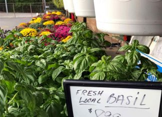 S.O.S. {Shoppers on Site}, End of Summer Edition