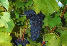 Day Tripping: Wine Country!