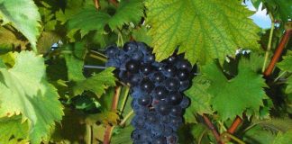 Day Tripping: Wine Country!