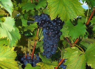 Day Tripping: Wine Country!