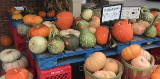 Shoppers on Site: Fall is Here Edition