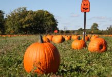 Shoppers on Site: Halloween Fun Edition