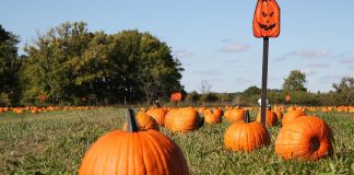 Shoppers on Site: Halloween Fun Edition