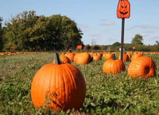 Shoppers on Site: Halloween Fun Edition
