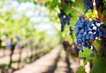 Wine Country: Local Top Ten Wineries and Bottle Shops Top Ten Wineries and Bottle Shops