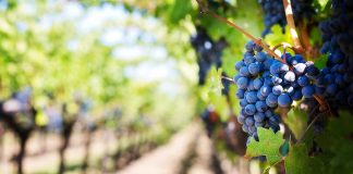 Wine Country: Local Top Ten Wineries and Bottle Shops Top Ten Wineries and Bottle Shops