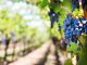 Wine Country: Local Top Ten Wineries and Bottle Shops Top Ten Wineries and Bottle Shops