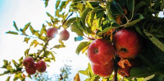 Viva la Fall Festival! Fall Festival