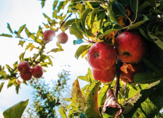 Viva la Fall Festival! Fall Festival